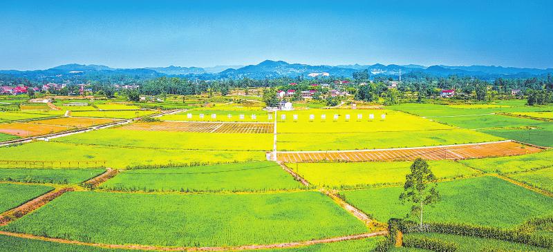 盛夏时节,荣县观山镇赖河坝粮油现代农业园区内,绿油油的稻谷随风起浪